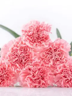 Simply Carnations