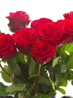 The Rosemary - Red Rose hatbox Special Buy