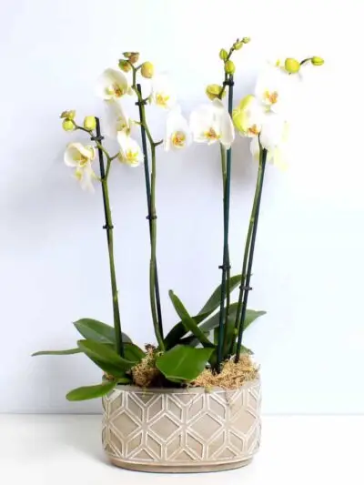 white orchid planter dartford florist