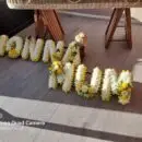 Italian Funeral Letters