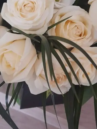 Perfectly Peaceful White Roses