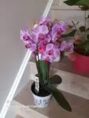 Pretty Pink Phalanopsis Orchid