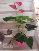 Anthirium Tropical Plant