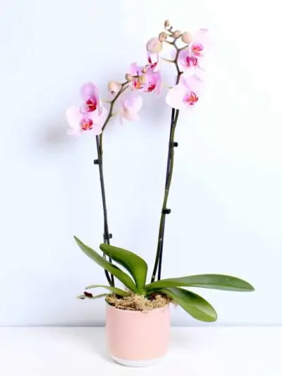 pink orchid planter dartford florist