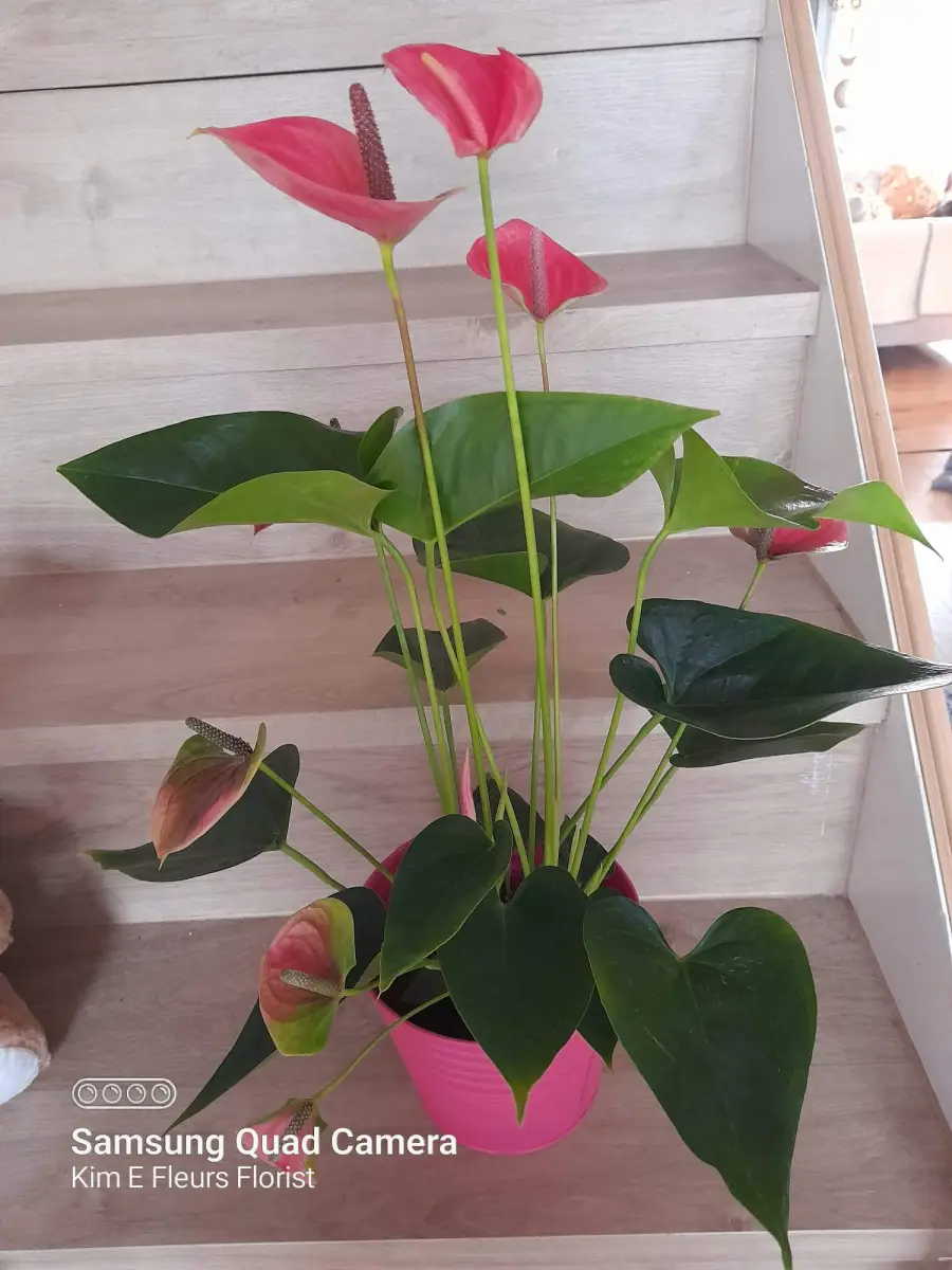 Anthirium Tropical Plant