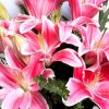 Pink Lilies Bouquet of flowers Delivered dartford florist