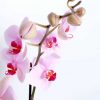 pink orchid planter dartford florist