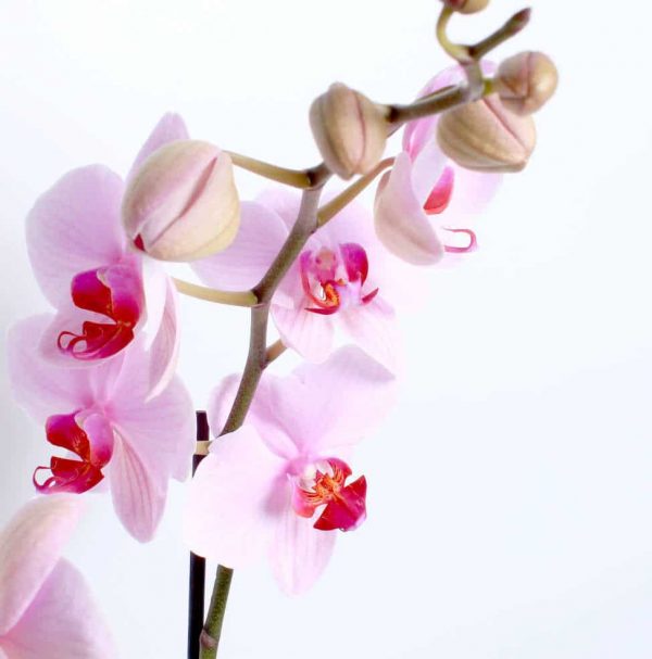pink orchid planter dartford florist