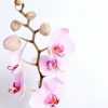 pink orchid planter dartford florist