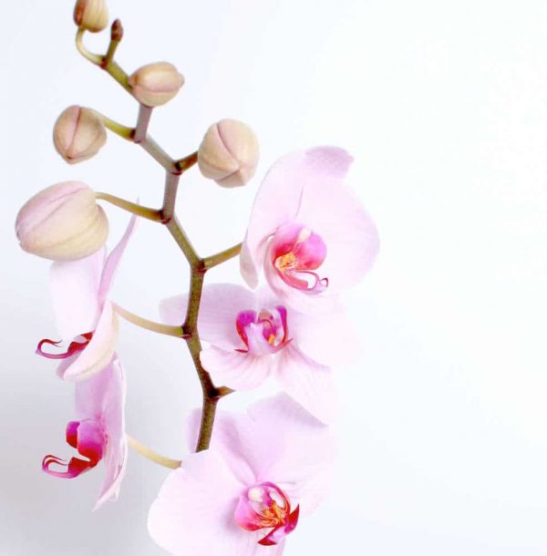 pink orchid planter dartford florist