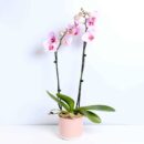 pink orchid planter dartford florist