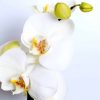 white orchid planter dartford florist