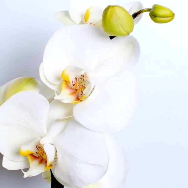 white orchid planter dartford florist
