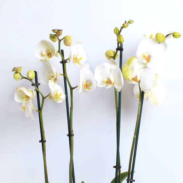 white orchid planter dartford florist