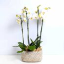 white orchid planter dartford florist