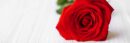 Single red rose background dartford florist