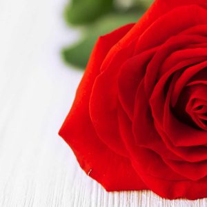 Single red rose background dartford florist
