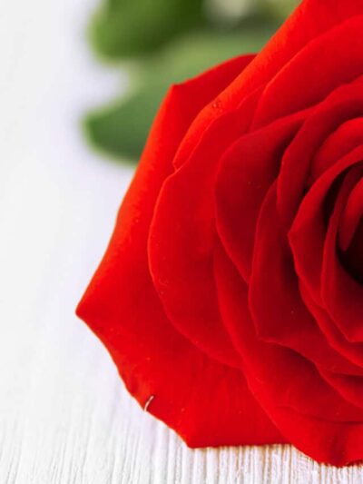 Single red rose background dartford florist