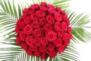 50 Stunning Red Roses