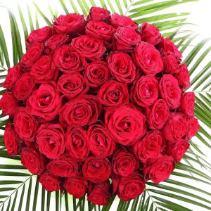 50 Stunning Red Roses