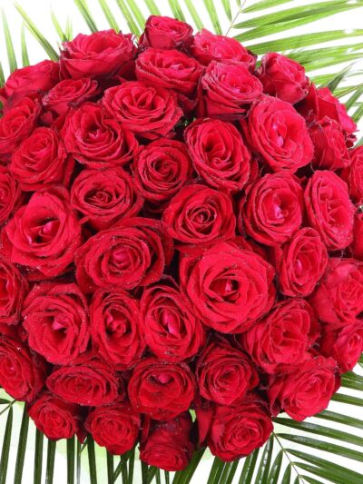 50 Stunning Red Roses