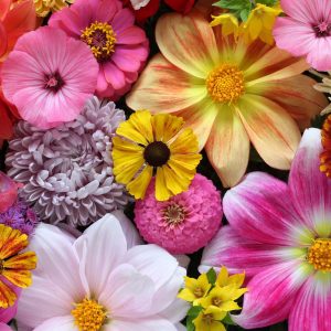 Florist Choice Mixed Bouquet