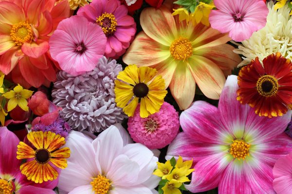 Florist Choice Mixed Bouquet