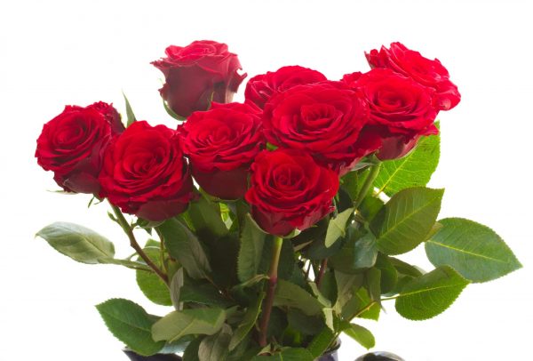 The Rosemary - Red Rose hatbox Special Buy