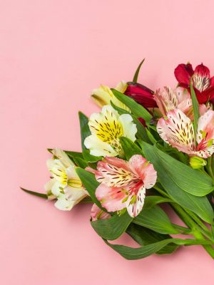 Simply Alstromeria