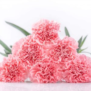 Simply Carnations