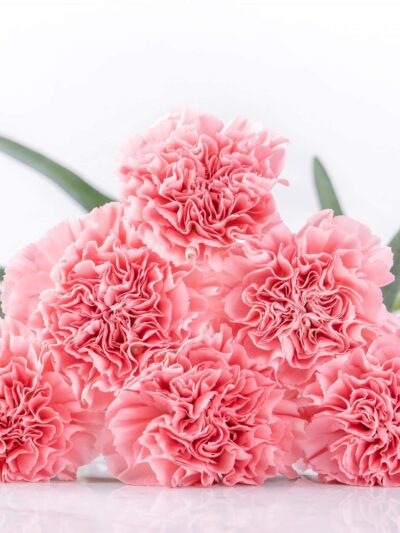 Simply Carnations