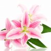 Florist Choice in the Pink