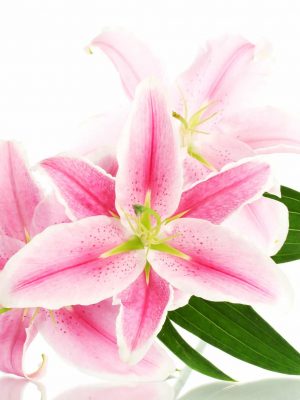 Simply Lilys