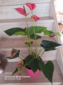 Anthirium Tropical Plant