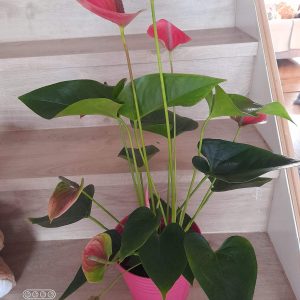 Anthirium Tropical Plant