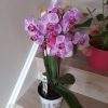 Pretty Pink Phalanopsis Orchid