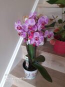 Pretty Pink Phalanopsis Orchid