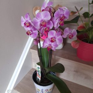 Pretty Pink Phalanopsis Orchid