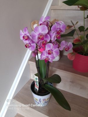 Pretty Pink Phalanopsis Orchid